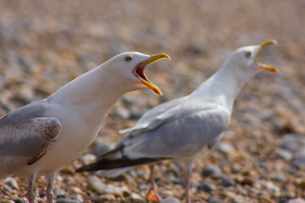 gulls