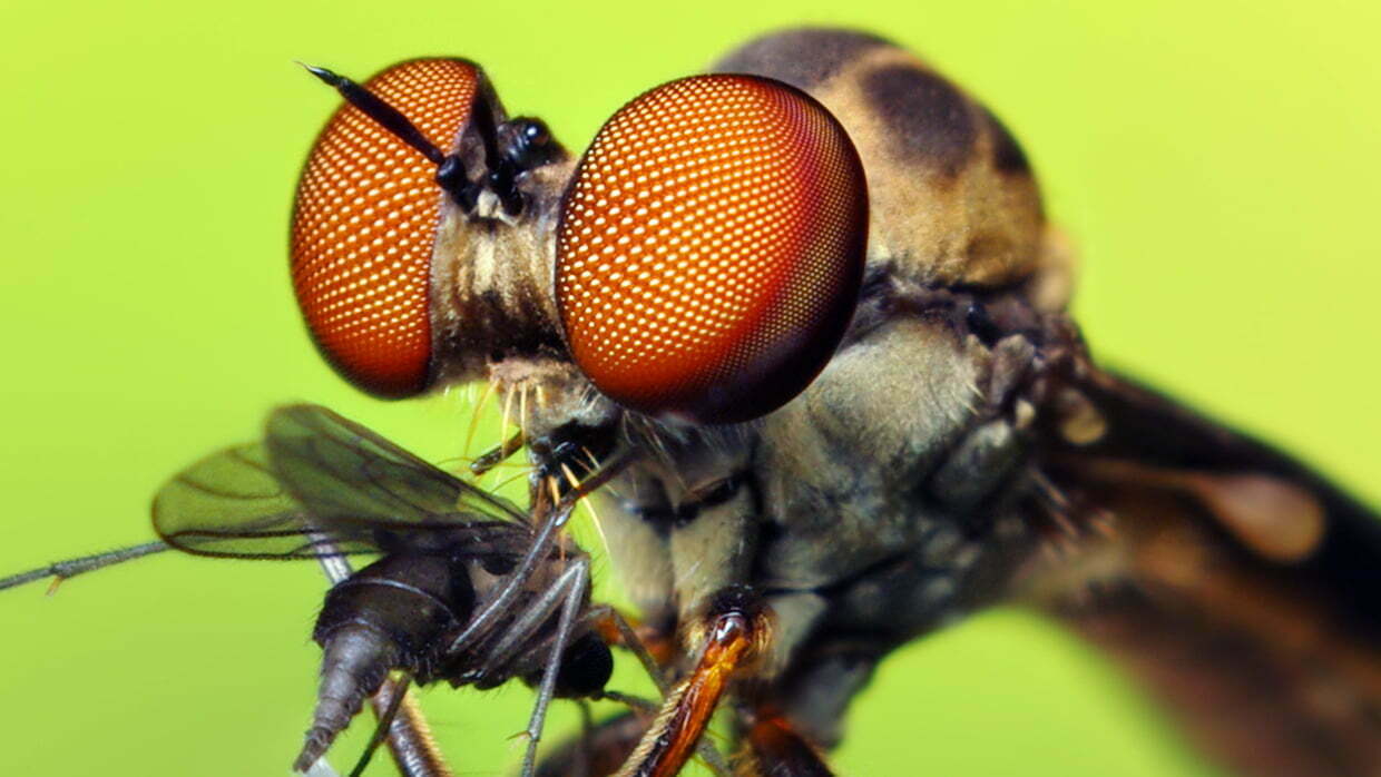 how to photograph insects - Robber Fly